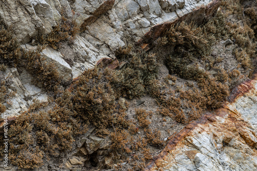 Selaginella bigelovii, Los Angeles County, California. San Gabriel Mountains. GRANITIC ROCKS / igneous rocks. complexly intrusive as pods and dikes, some as aplite and pegmatite dikes.  

 photo