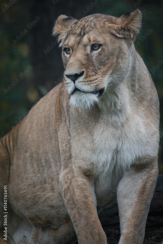 Majestic tiger standing amidst a forest Majestic tiger standing amidst a forest
