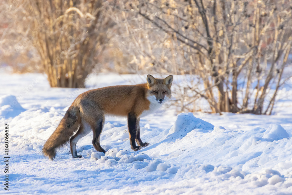 Naklejka premium Red fox in Canadian winter hunting