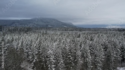 Wallpaper Mural Snow-covered landscape in a quiet rural area during winter under a cloudy sky in the Cowichan Valley, Vancouver Island, British Columbia, Canada Torontodigital.ca