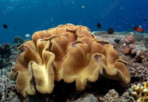 Eye level with a Rough Leather Coral (Sarcophyton glaucum) surrounded by multiple hard corals. photo