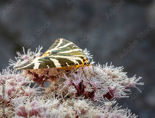 Euplagia quadripunctaria in French highlands, Auvergne, Cantal, France photo