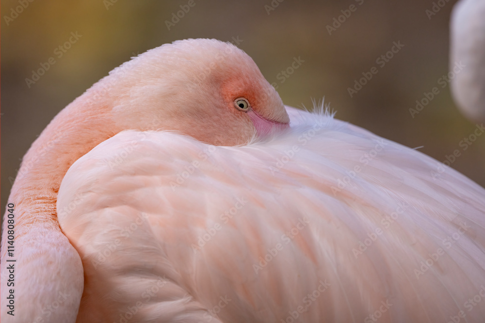 Fototapeta premium lovely pink flamingos at the zoo