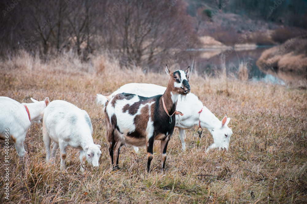 Obraz premium A group of goats are grazing in a field
