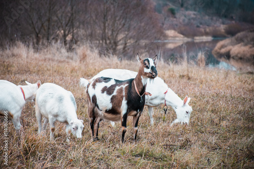 A group of goats are grazing in a field photo