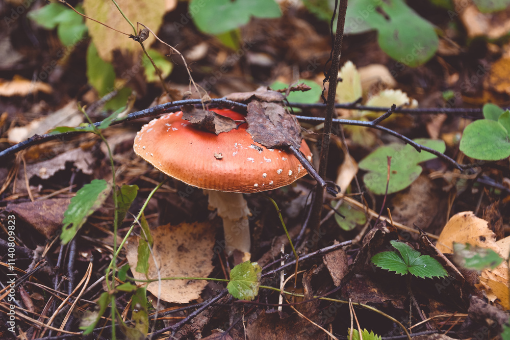 A group of red and white mushrooms are growing in the grass A group of red and white mushrooms are growing in the grass