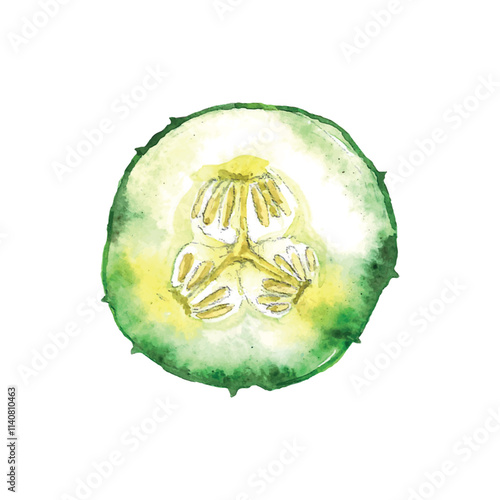Fresh slice cucumber isolated on white background. Watercolor illustration