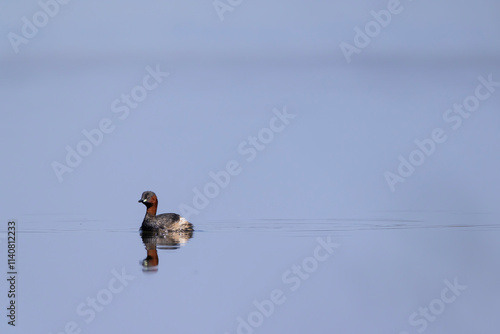 Little grebe (Tachybaptus ruficollis), Dehtar pond, Southern Bohemia, Czech Republic photo