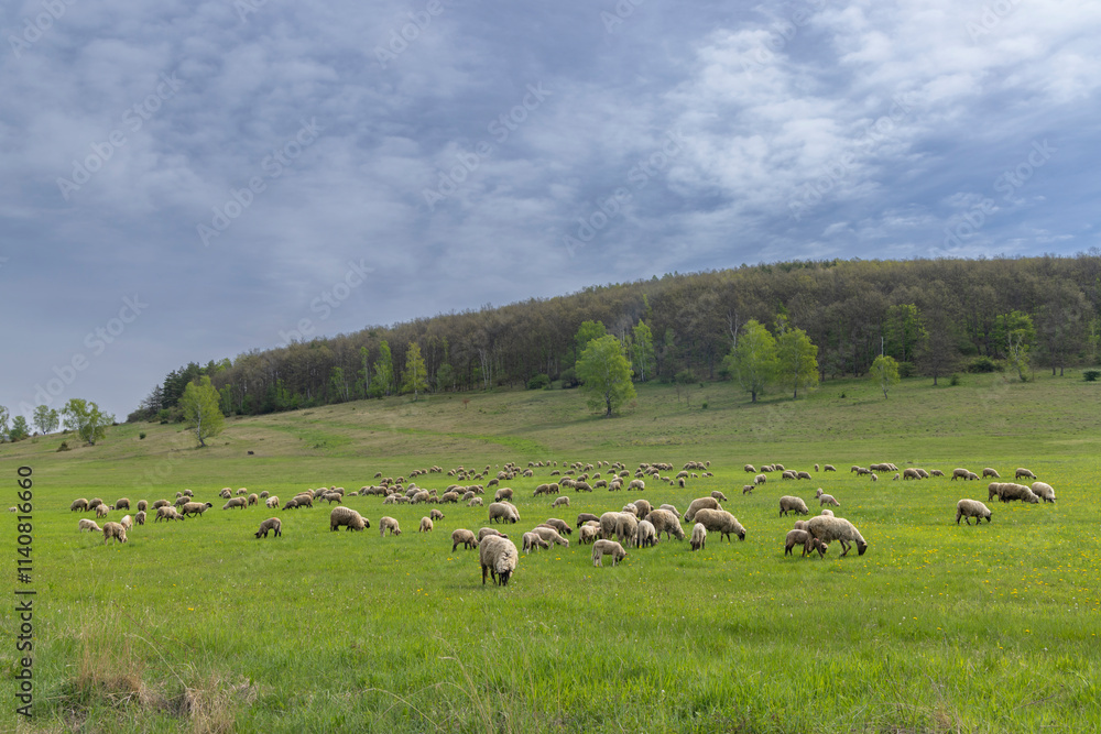 Fototapeta premium Sheep herd in Stiavnicke vrchy on Krupinska planina, Slovakia