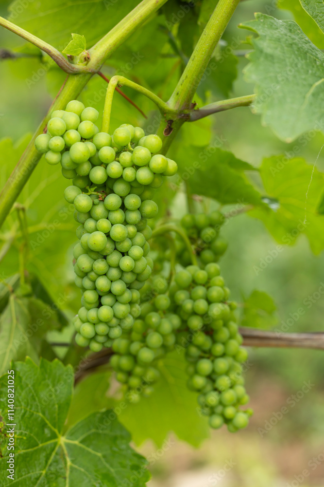 Detail grapes of the vine in the time before locking Detail grapes of the vine in the time before locking
