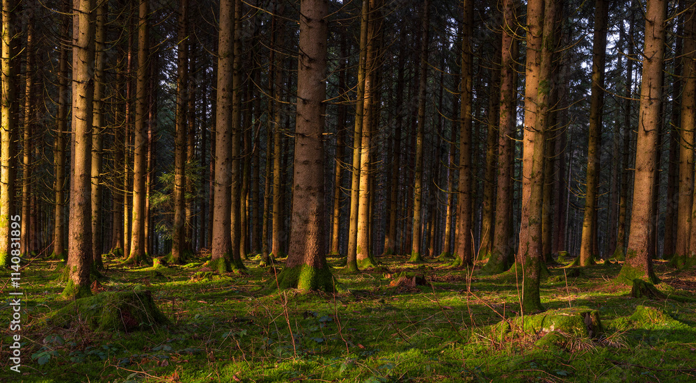 Fototapeta premium forest in the morning