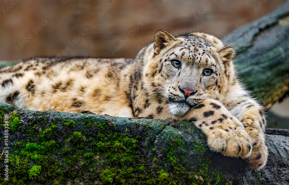 Naklejka premium Snow leopard. portrait of snow leopard. Irbis