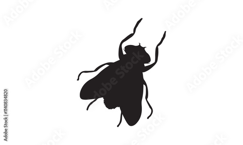 beetle isolated