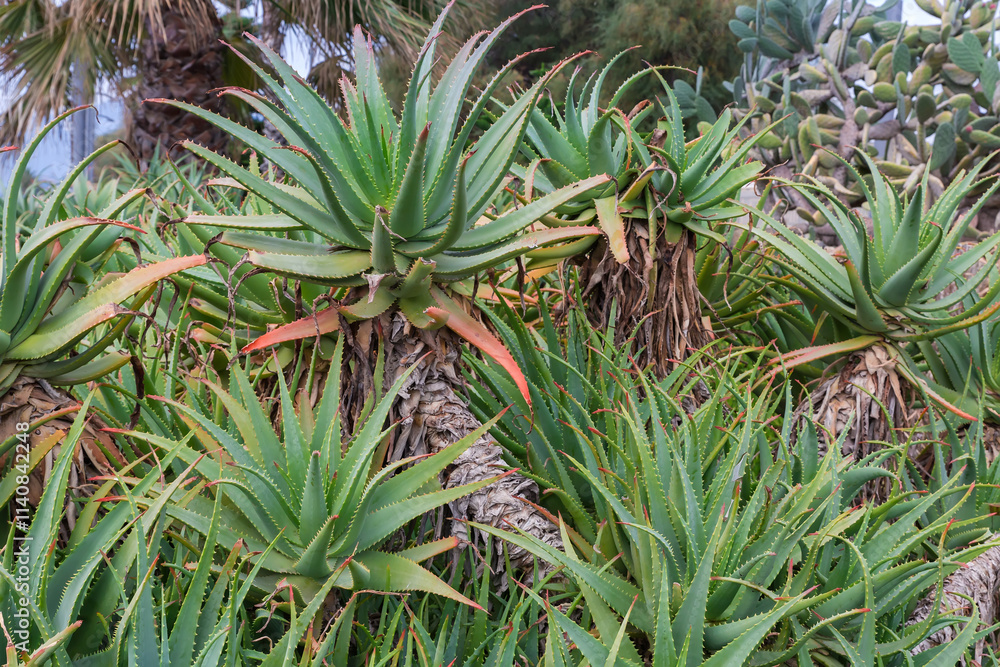 Ornamental Aloe arborescens against the other plants close-up, outdoors Ornamental Aloe arborescens against the other plants close-up, outdoors