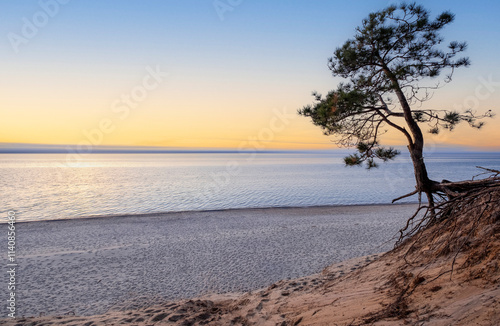 Obraz na płótnie Scene of a beach with a single pine tree on the edge of a sand cliff with a sunset over Lake Superior in the background w salonie
