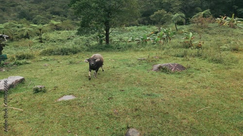 A Carabao In a Farm, Philippines