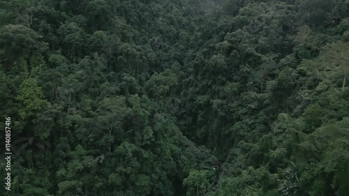 Rainforest Philippines Drone Push In Tilt Up