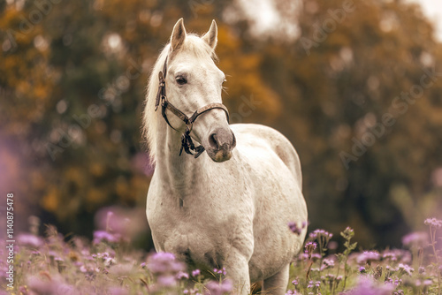 A white spain horse gelding on a autumnal flower field outdoors photo