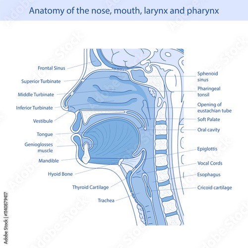 Medical vector illustration of human oral and nasal anatomy.