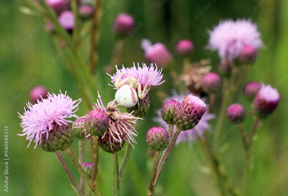 Thistle field (Cirsium arvense) grows and blooms among herbs Thistle field (Cirsium arvense) grows and blooms among herbs