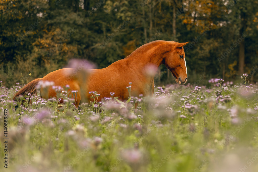 A beautiful chestnut brown Lusitano gelding on an autumnal flower field outdoors