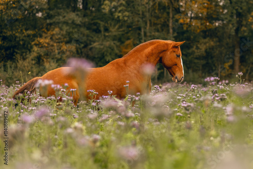 Obraz na płótnie A beautiful chestnut brown Lusitano gelding on an autumnal flower field outdoors w salonie