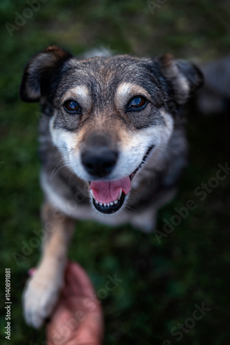 man's hand holding paw of cute friendly smiling dog on grass in yard in spring