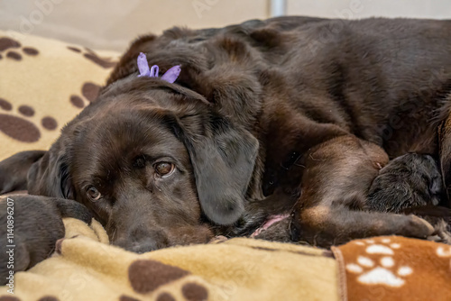 Labrador mother caring for her adorable litter of puppies in a heartwarming family moment