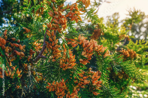 Macro aromatic brown-yellow bright seed cones of evergreen thuja. Coniferous screensaver, wallpaper. photo