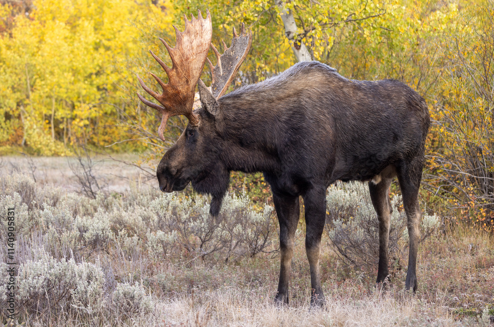 Bull Moose During the rut in Grand Teton National Park Wyoming in Autumn Bull Moose During the rut in Grand Teton National Park Wyoming in Autumn