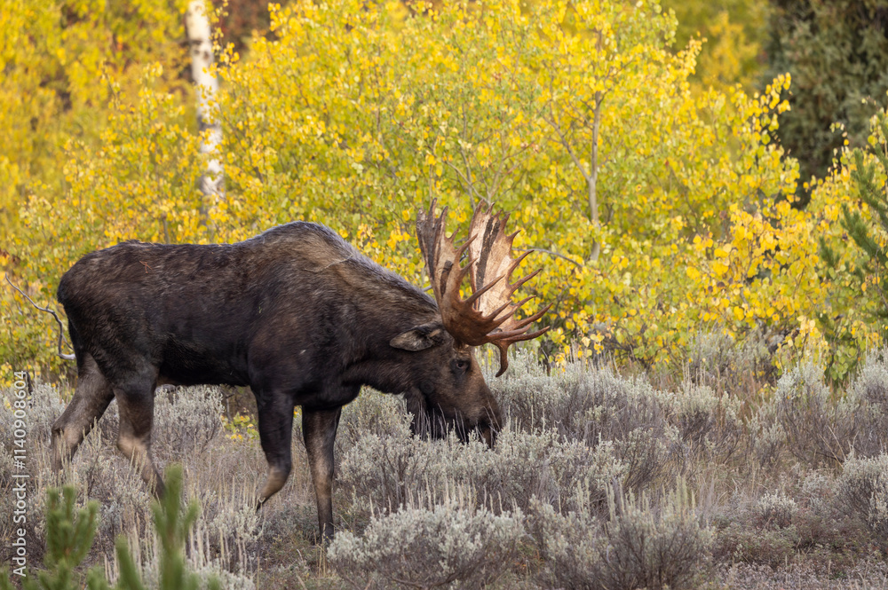 Bull Moose During the rut in Grand Teton National Park Wyoming in Autumn Bull Moose During the rut in Grand Teton National Park Wyoming in Autumn
