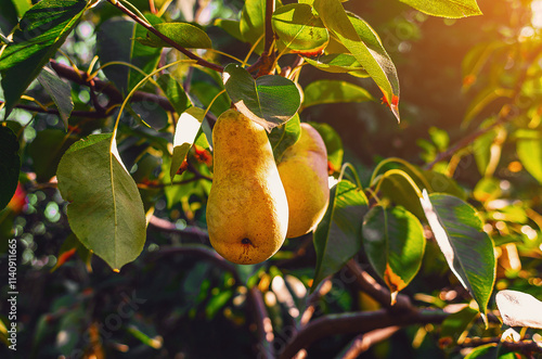 Branch with ripe yellow pears, in wild. Blurred background of coniferous tree. Artistic composition. photo