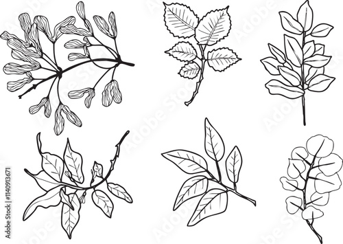 Illustration feuilles plante branche  vecteur traits noirs