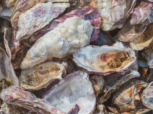 oysters shells