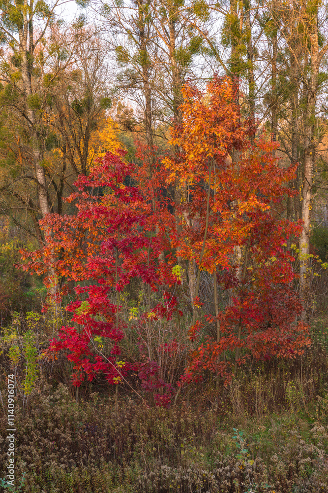 Vibrant autumn forest in Poland with red and orange leaves. Warm fall colors in a peaceful woodland setting, showcasing beautiful seasonal foliage and nature's beauty.