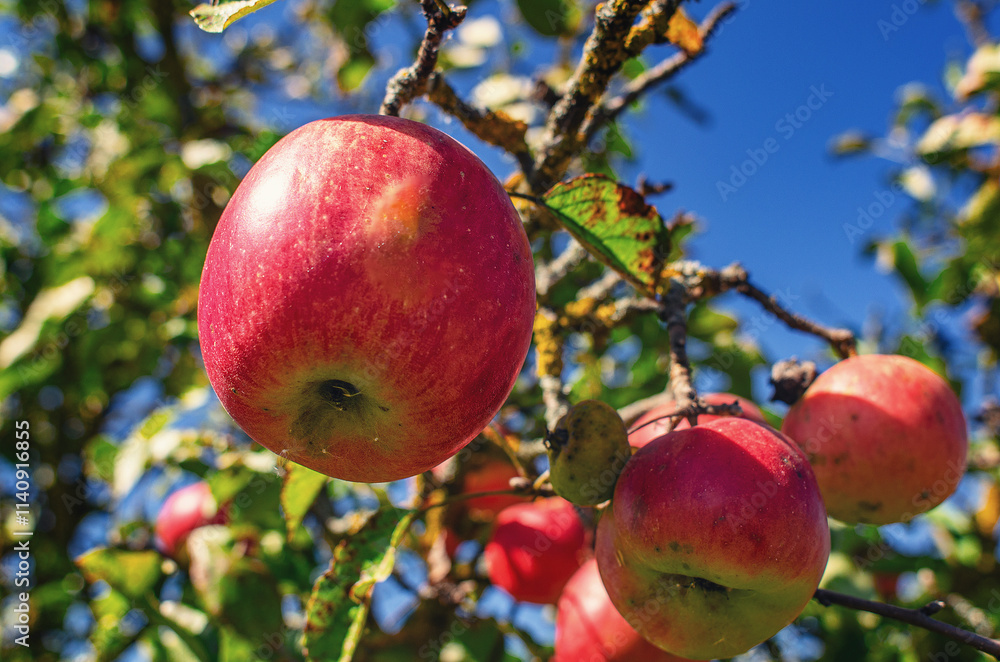 Ripe red juicy apples on branch in wild garden. Organic fruits in the wild. Blurred sky background. Ripe red juicy apples on branch in wild garden. Organic fruits in the wild. Blurred sky background.
