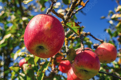 Ripe red juicy apples on branch in wild garden. Organic fruits in the wild. Blurred sky background. photo