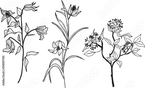 Illustration fleurs feuilles plante branche  vecteur traits noirs