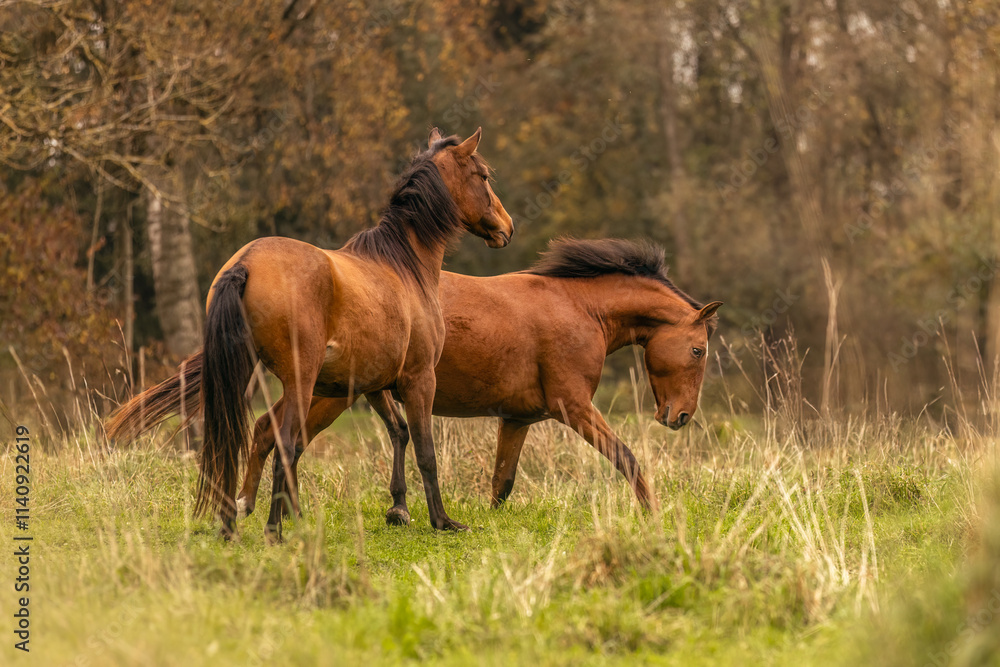 A young bay brown Lusitano stallion running happily across an autumnal meadow outdoors A young bay brown Lusitano stallion running happily across an autumnal meadow outdoors