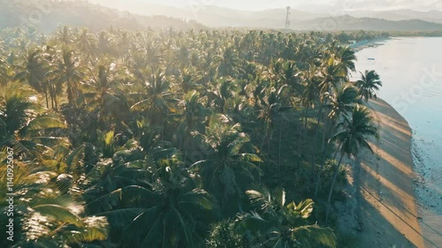 Palm Trees with Morning Sun