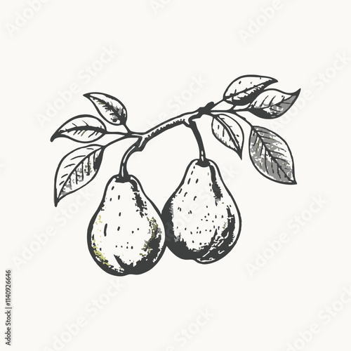 Pear vector icon. The green colorful pear fruit icon is isolated on a white background. Vector illustration.