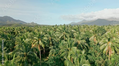 Palm Tree Farm Horizon