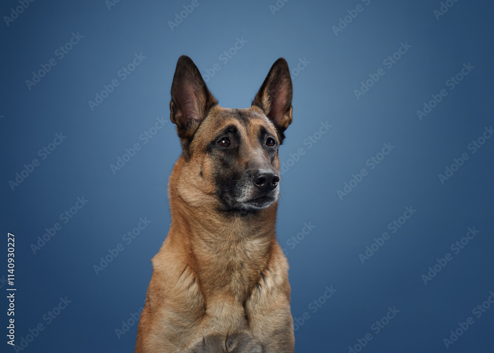 Naklejka premium A Belgian Malinois seated against a blue background, its focused gaze and attentive expression showcasing its intelligent demeanor. The tan coat and upright ears add to its refined appearance.