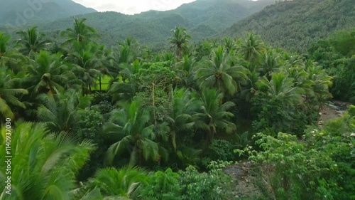 Palm Trees and Rice Field Reveal