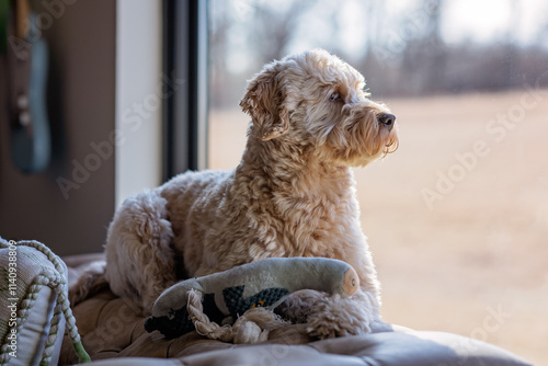 Sweet Puppy Doggy Dog Looking Out Window Watchdog