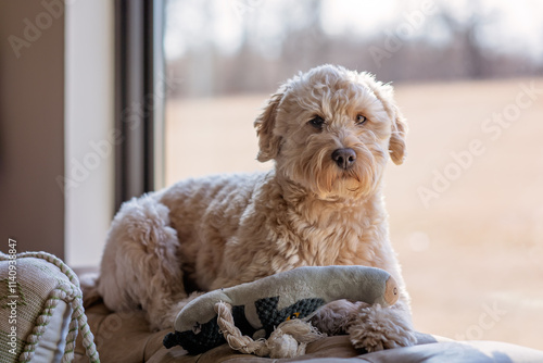 Dog Doggo Puppy Looking at Camera by the Window