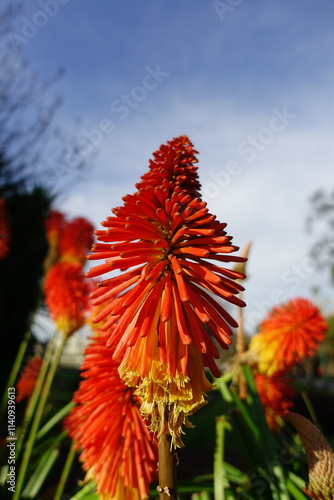 Firepoker Flower in the garden