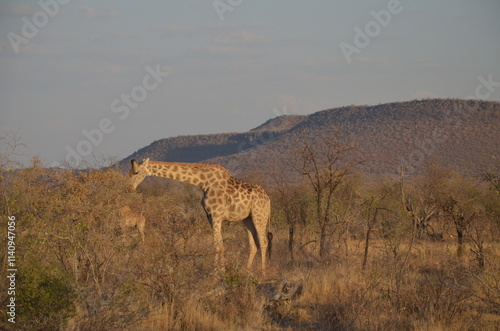 A solitary giraffe stands gracefully in the African savanna, surrounded by sparse, dry trees. Its tall, elegant figure contrasts with the arid environment
