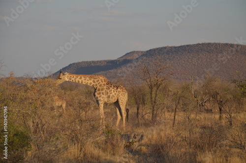 A solitary giraffe stands gracefully in the African savanna, surrounded by sparse, dry trees. Its tall, elegant figure contrasts with the arid environment