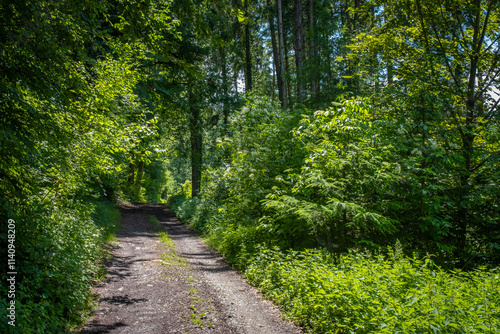 Wanderung durch den Wald am Degersee photo